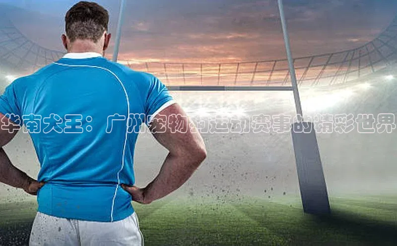 华南犬王：广州宠物狗运动赛事的精彩世界